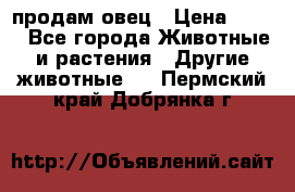  продам овец › Цена ­ 100 - Все города Животные и растения » Другие животные   . Пермский край,Добрянка г.